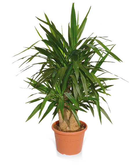 Pianta verde